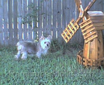 10-10-03-2.jpg - Looking for squirrels behind the windmill