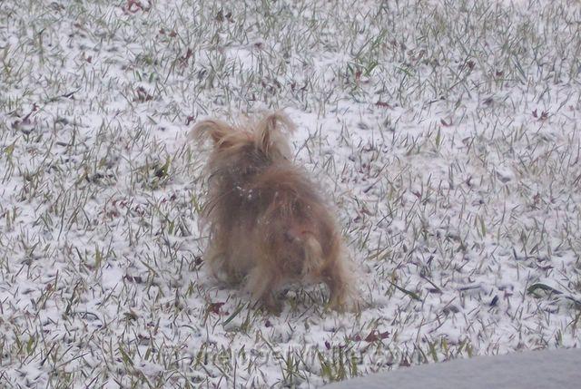 100_0304.jpg - Mollie in the snow