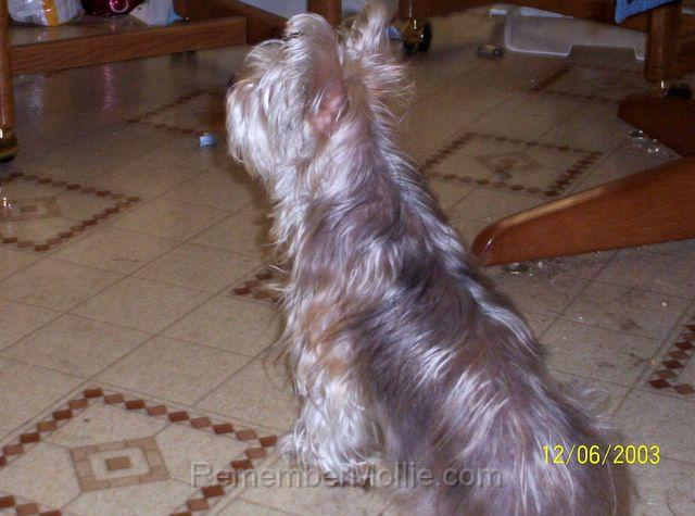 100_0226.jpg - Getting ready for a big beg in the kitchen