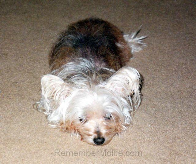 fuzzy_face3.jpg - You looking at me?