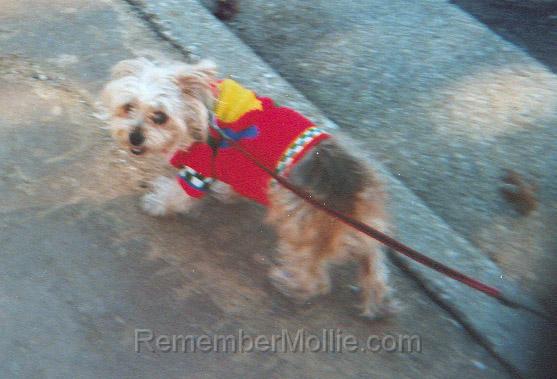 mollie_at_meadowcreek_dr..jpg