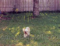 mollie_backyard.jpg