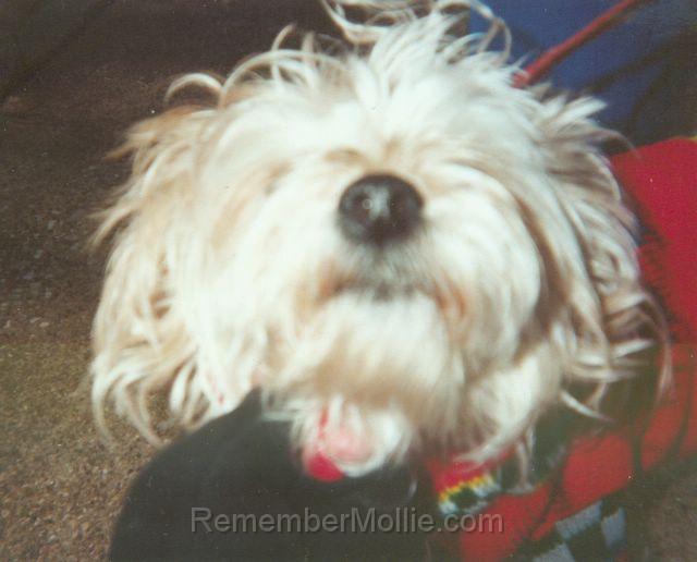 mollie_close.jpg - Just a little fur ball