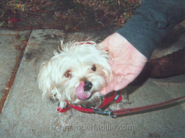 mollie_closeup.jpg