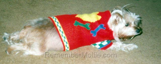 mollie_meadowcreek_dr.jpg - Staying warm on a cold day