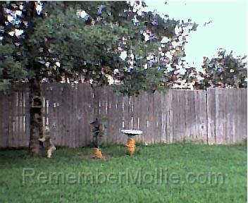 mollie_on_tree.jpg - Trying to climb the tree to chase the birds