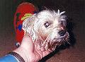 fuzzy_face