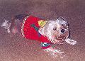 fuzzy_face2