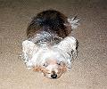 fuzzy_face3