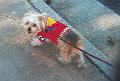 mollie_at_meadowcreek_dr.
