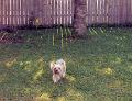 mollie_backyard