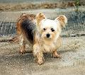 mollie_backyard4