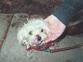 mollie_closeup