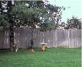 mollie_on_tree